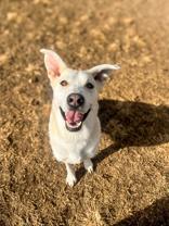 ivory, ADOPTABLE, Adult Female Australian Shepherd.