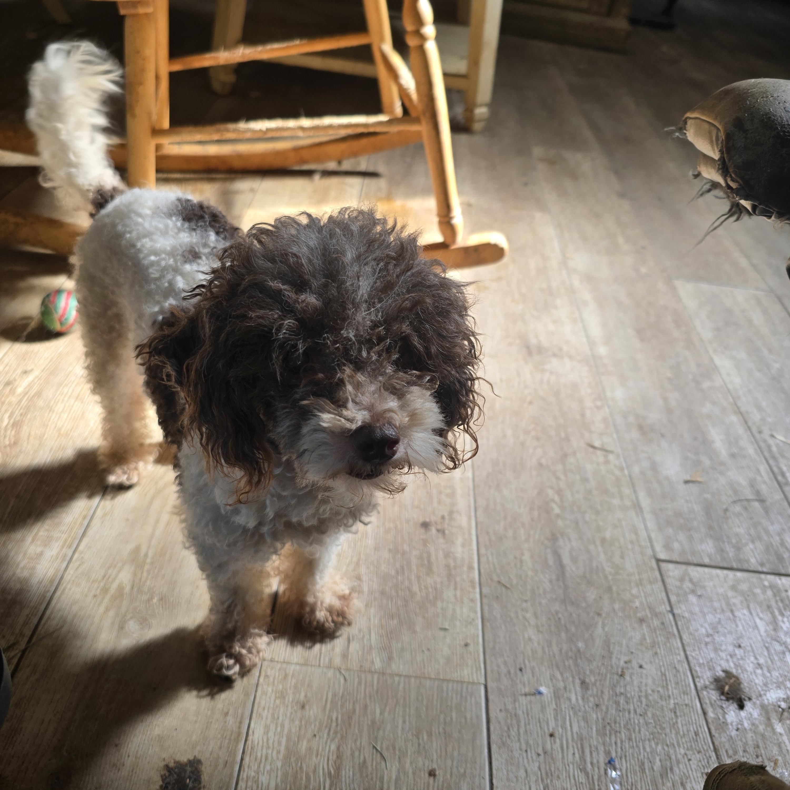 Patches, Adoptable, Senior Male Poodle (Toy).
