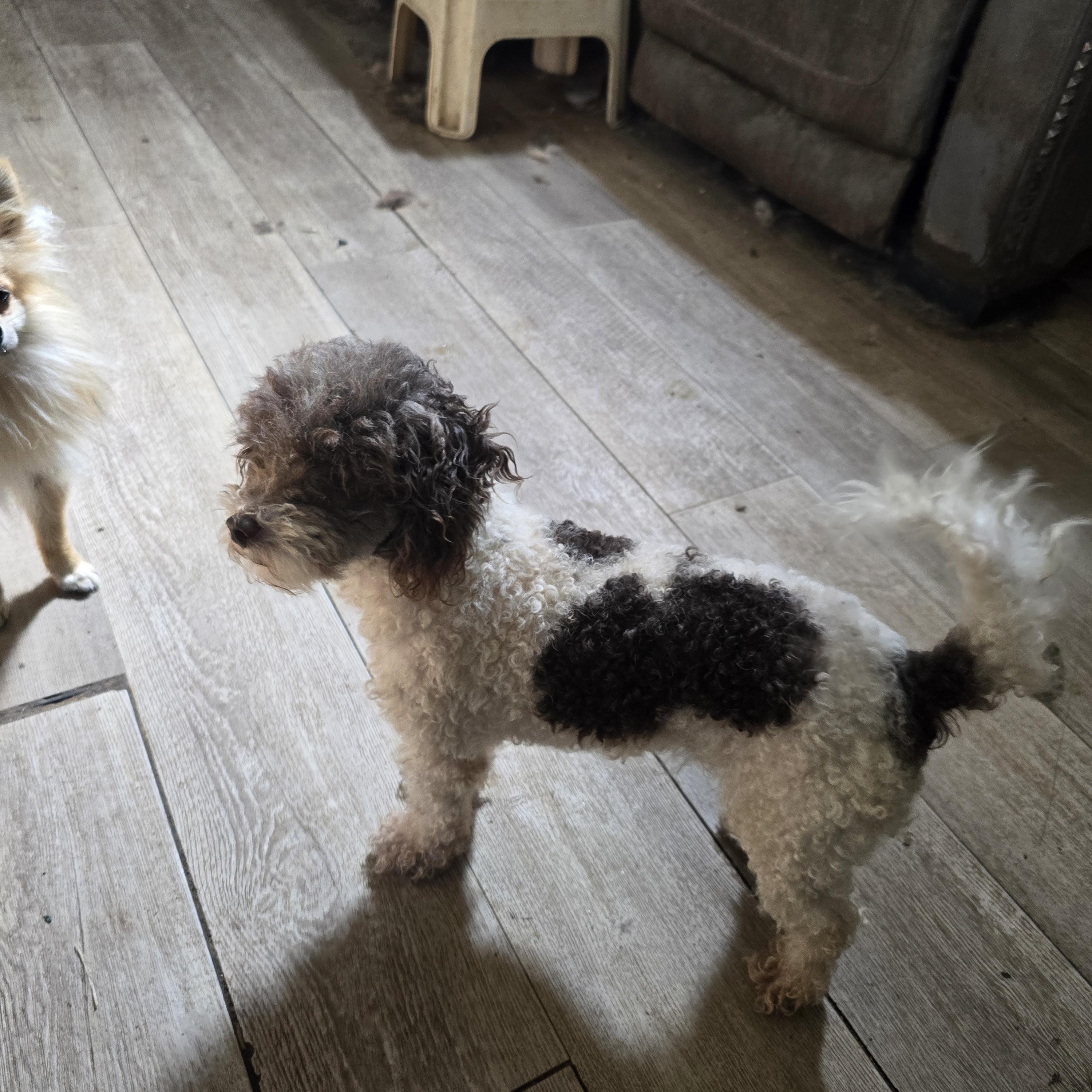 Enlarge Patches, a Adoptable Poodle (Toy) in Zaleski, OH image 2/2