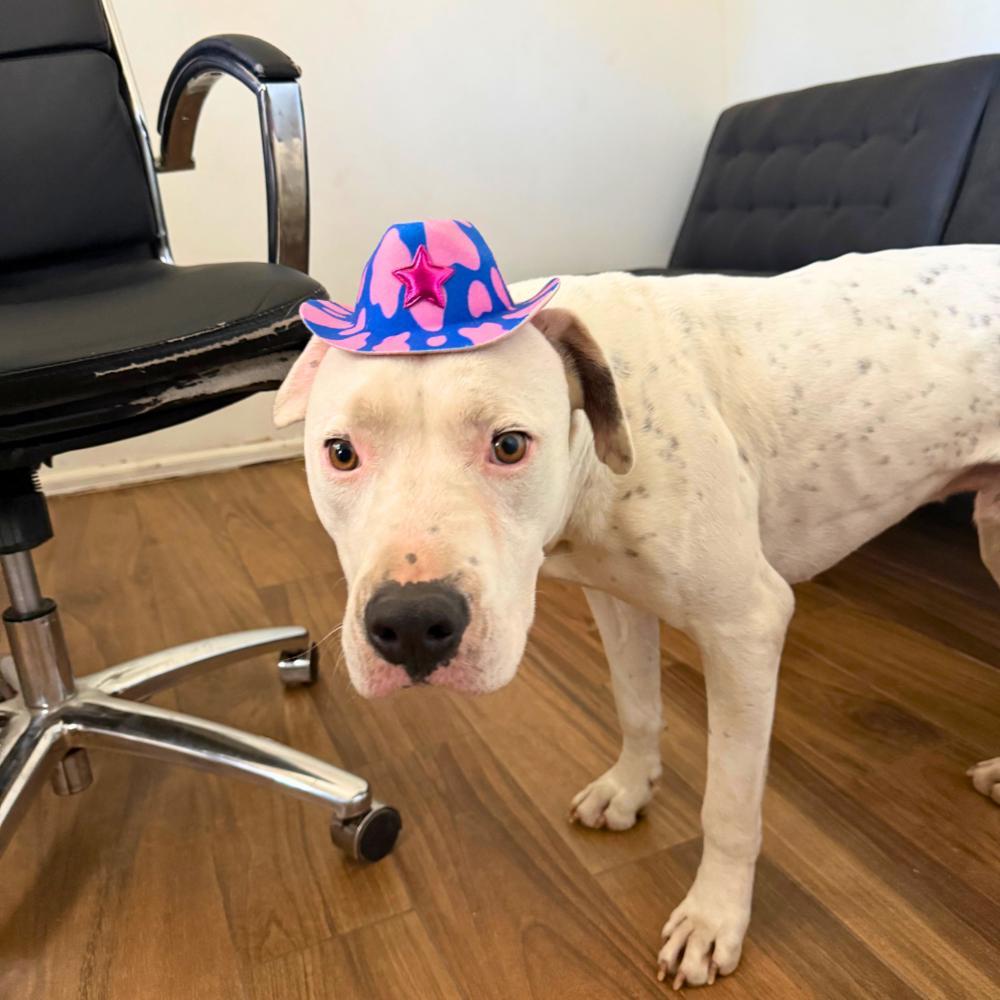 Enlarge Willy, a Adoptable mixed breed in Colorado Springs, CO image 1/6