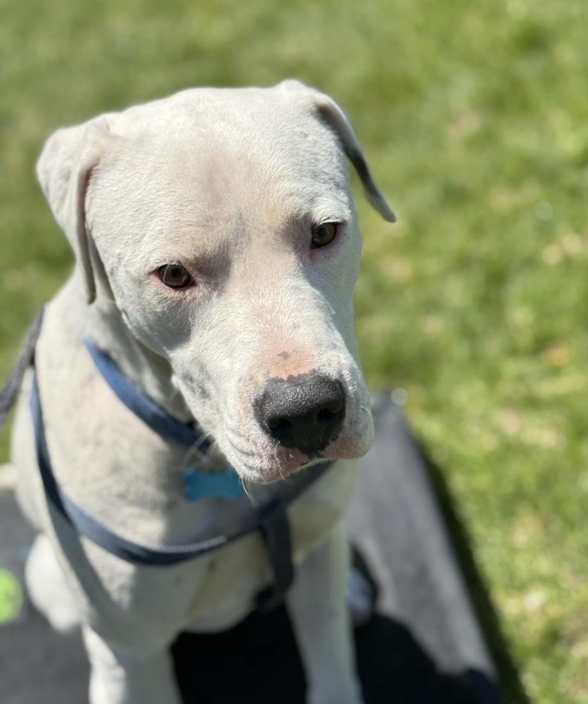 Enlarge Willy, a Adoptable mixed breed in Colorado Springs, CO image 2/6