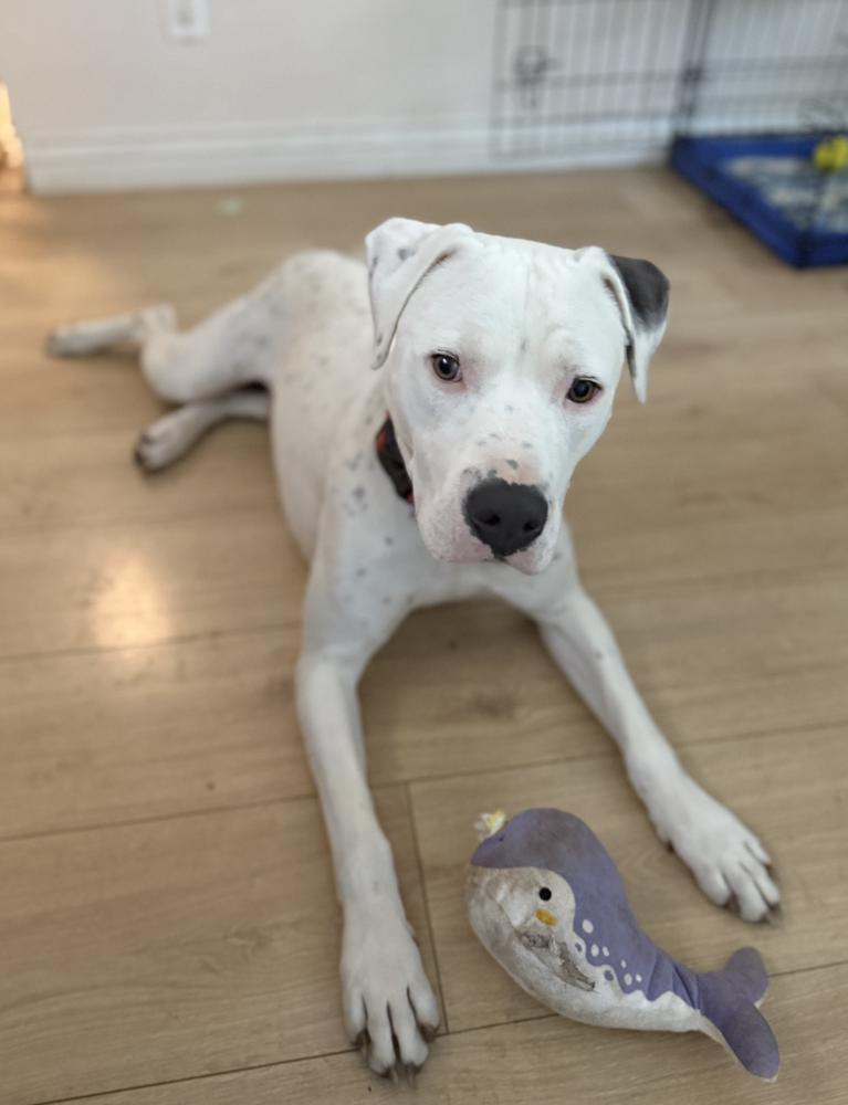 Enlarge Willy, a Adoptable mixed breed in Colorado Springs, CO image 3/6