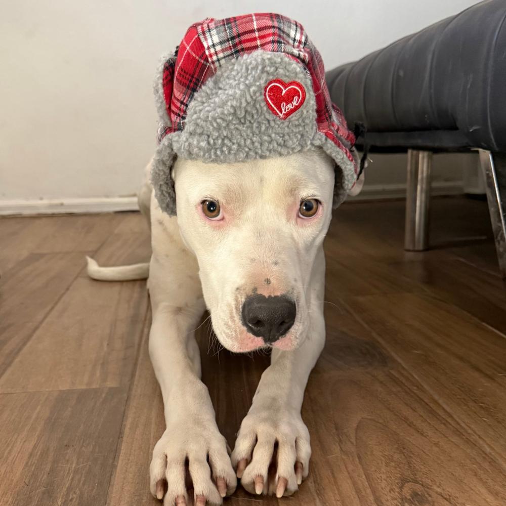 Enlarge Willy, a Adoptable mixed breed in Colorado Springs, CO image 4/6