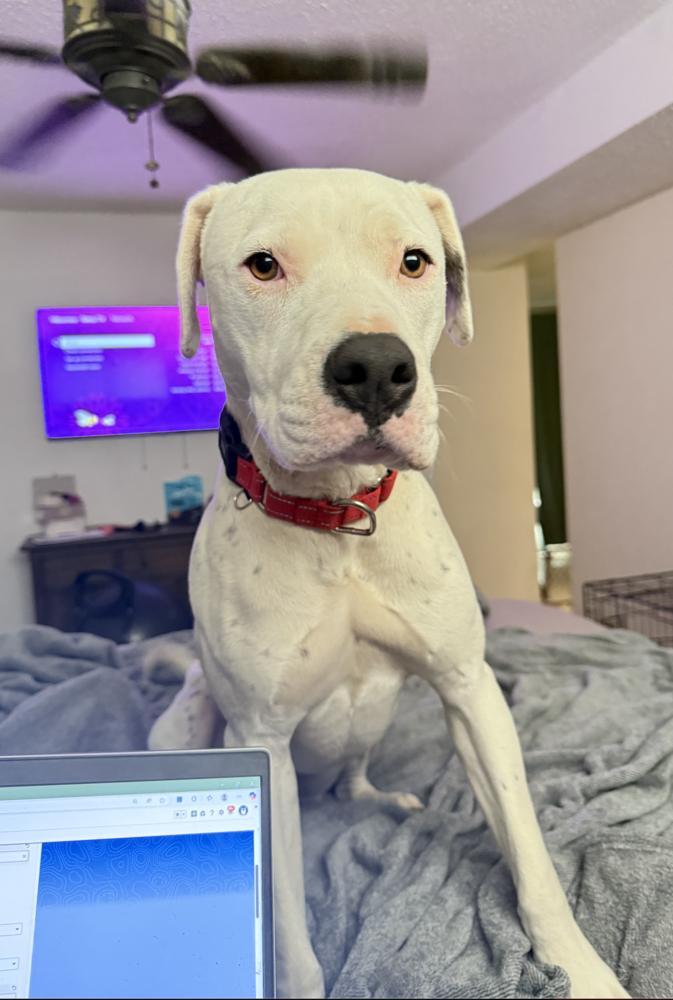 Enlarge Willy, a Adoptable mixed breed in Colorado Springs, CO image 5/6