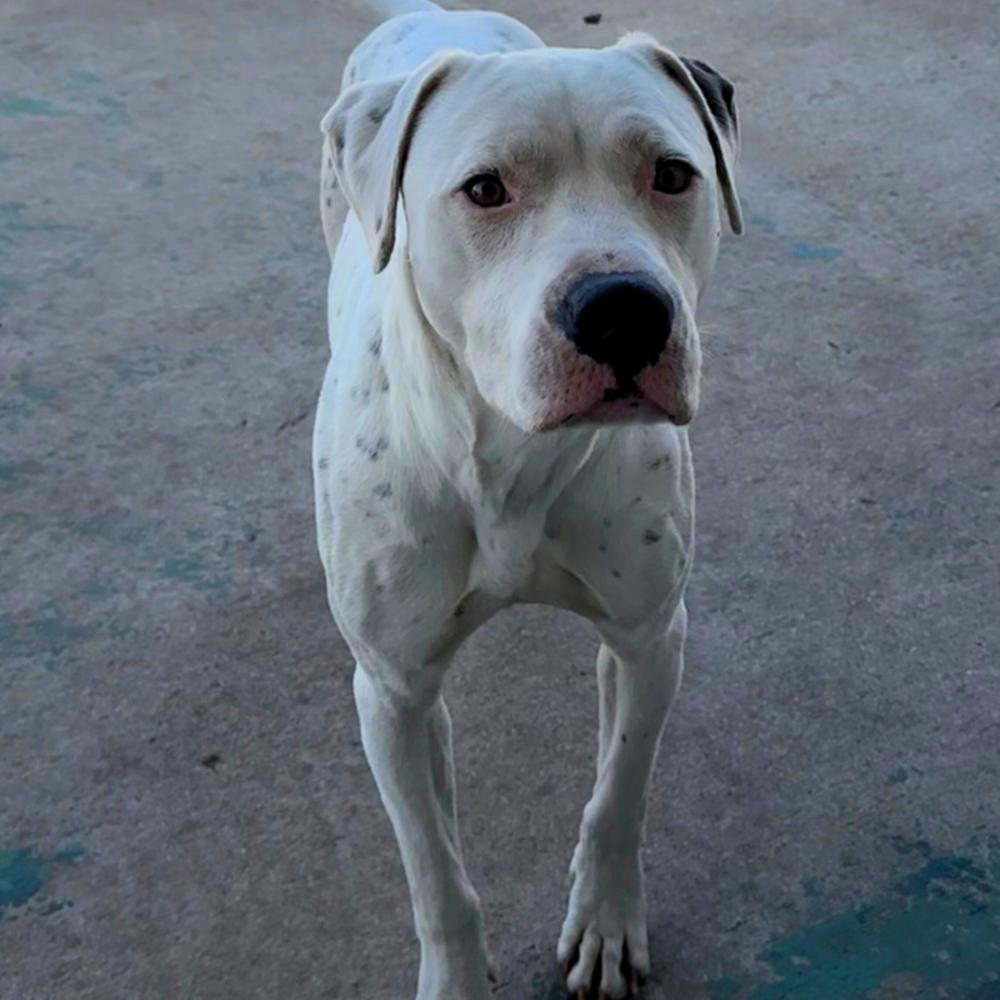 Enlarge Willy, a Adoptable mixed breed in Colorado Springs, CO image 6/6