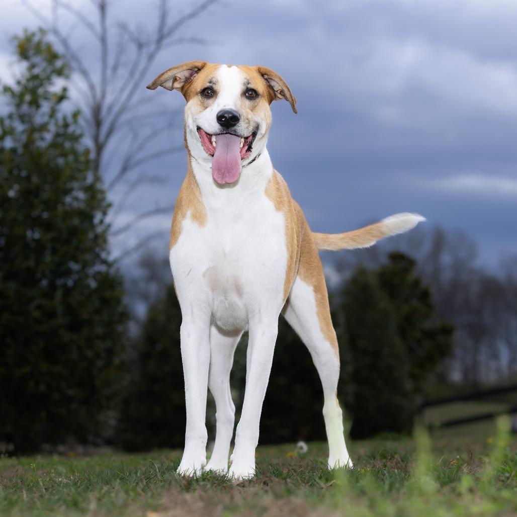 Biscuit, Adoptable, Adult Male Mixed Breed.