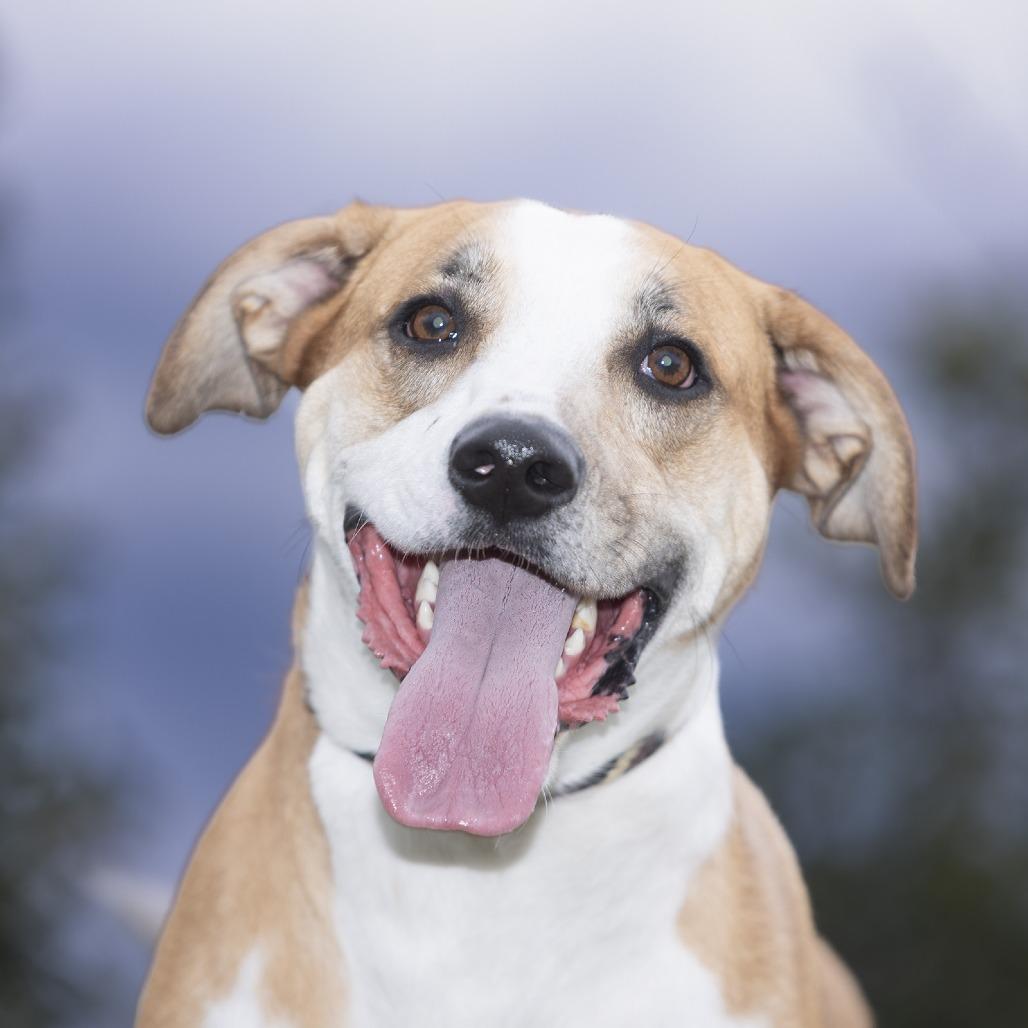 Enlarge Biscuit, a Adoptable Mixed Breed in Franklin, TN image 2/2