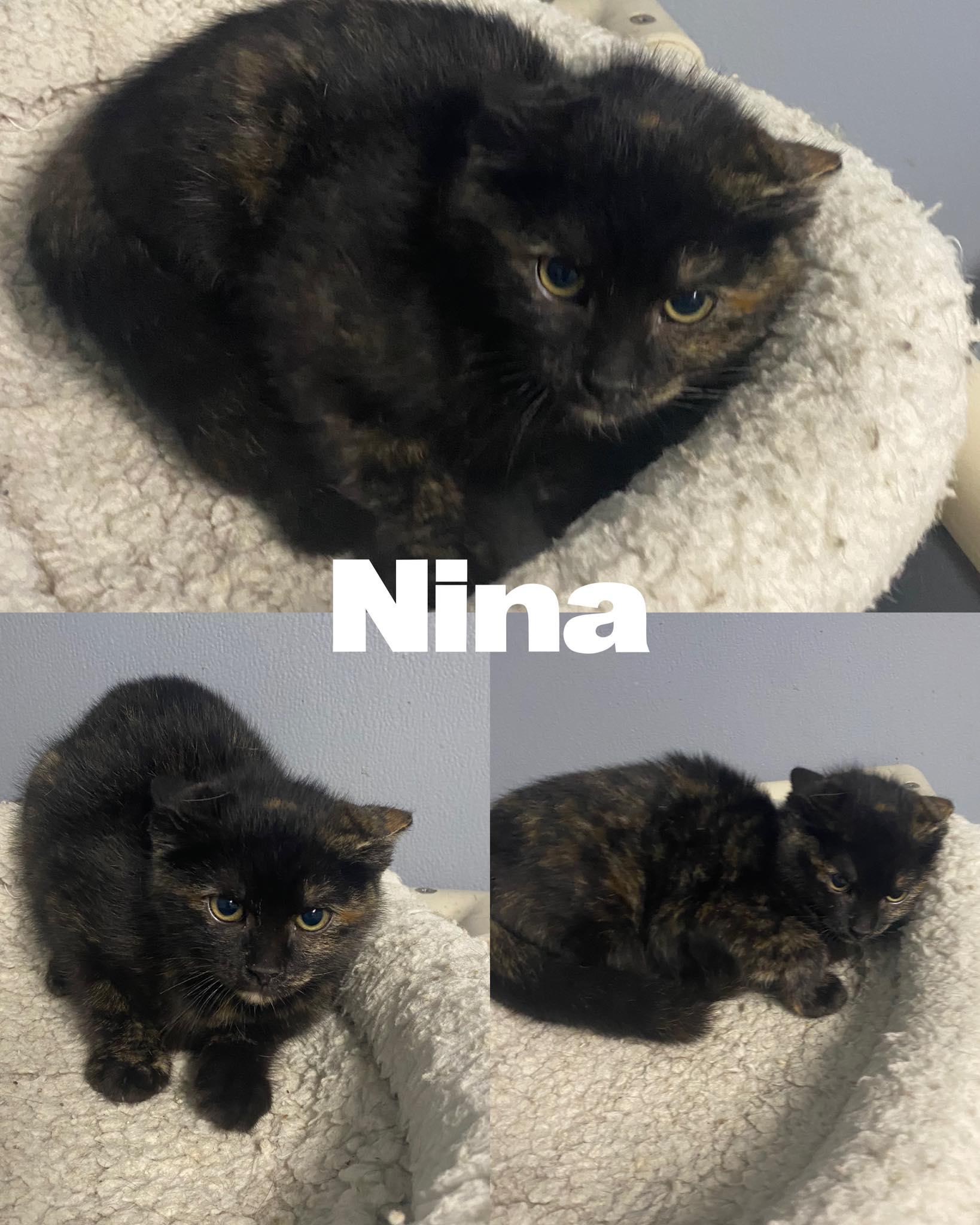 Nina, Adoptable, Kitten Female Domestic Short Hair.