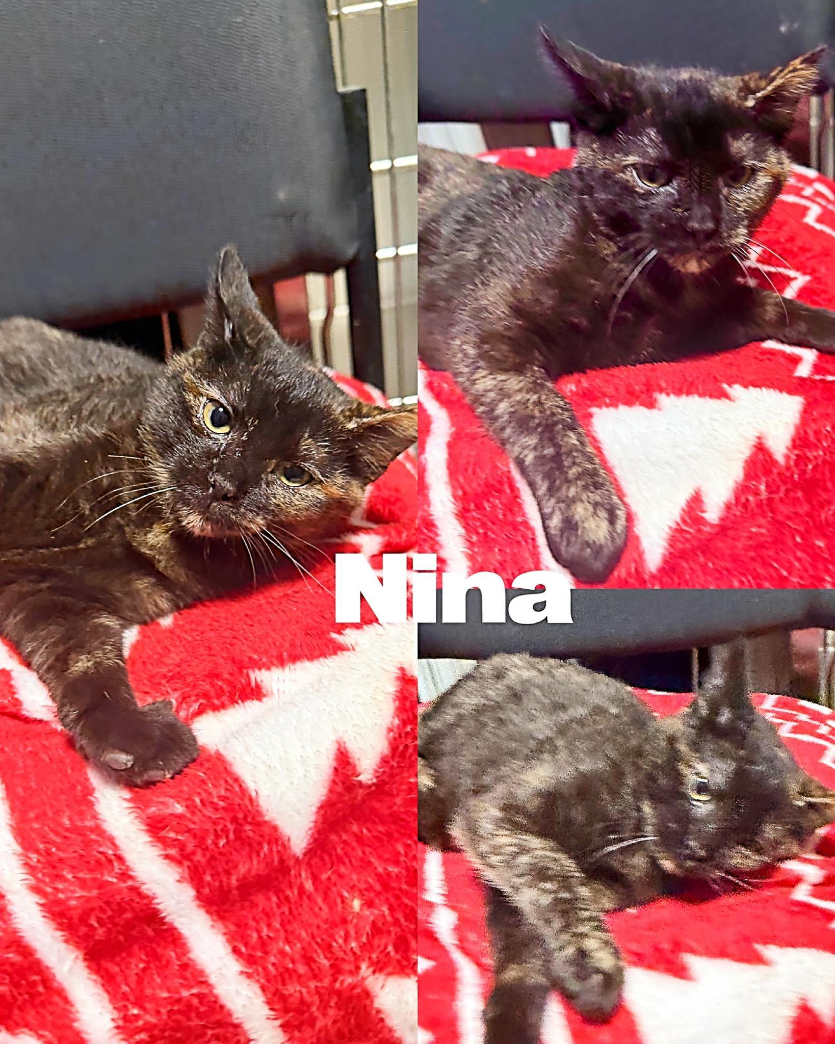 Enlarge Nina, a Adoptable Domestic Short Hair in Saint James, MO image 1/3