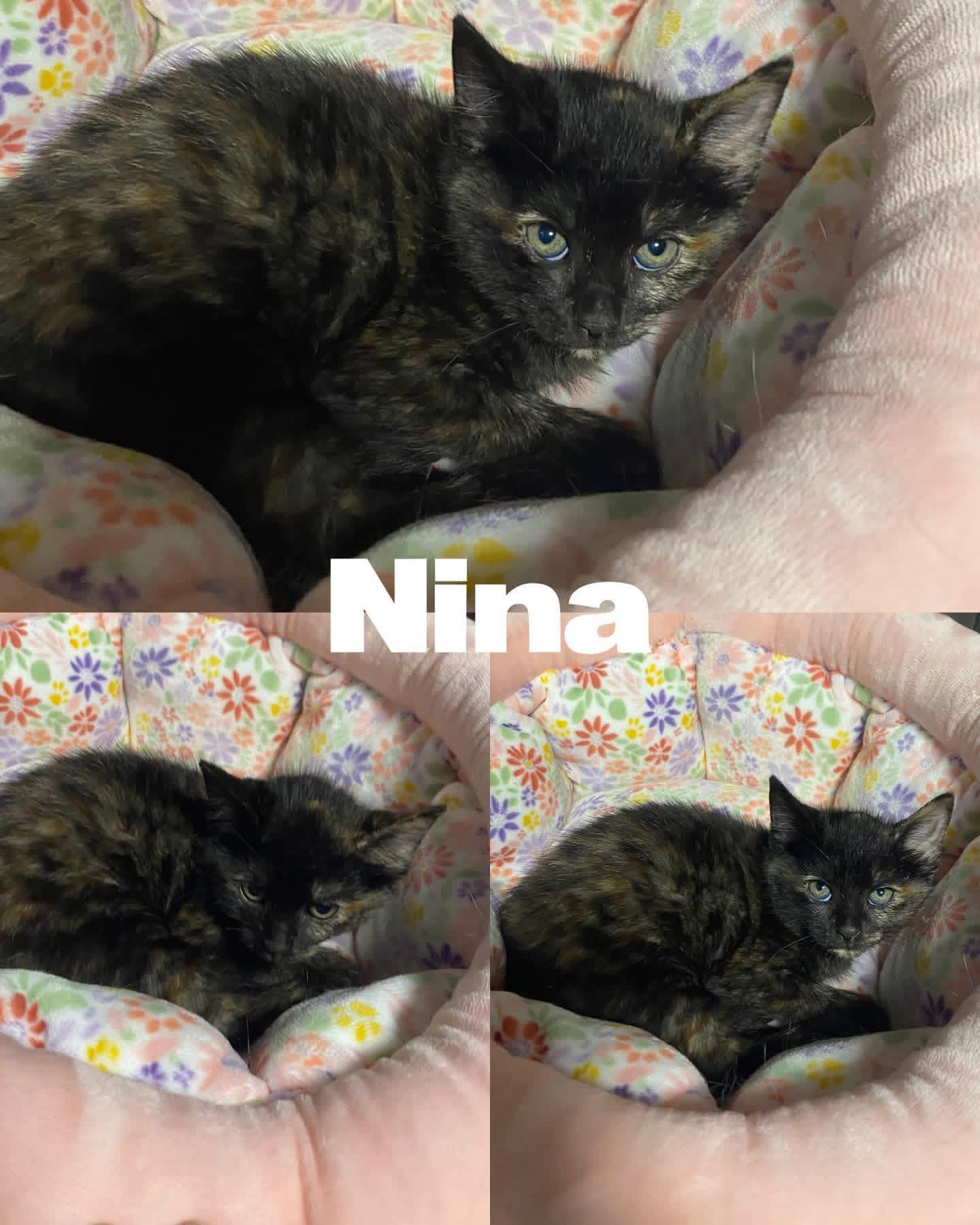Enlarge Nina, a Adoptable Domestic Short Hair in Saint James, MO image 2/2