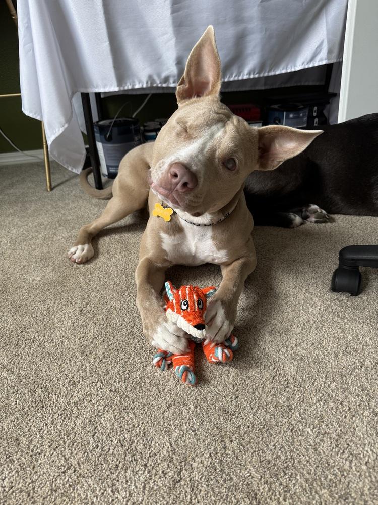 Ducky, Adoptable, Young Female Pit Bull Terrier & Terrier.