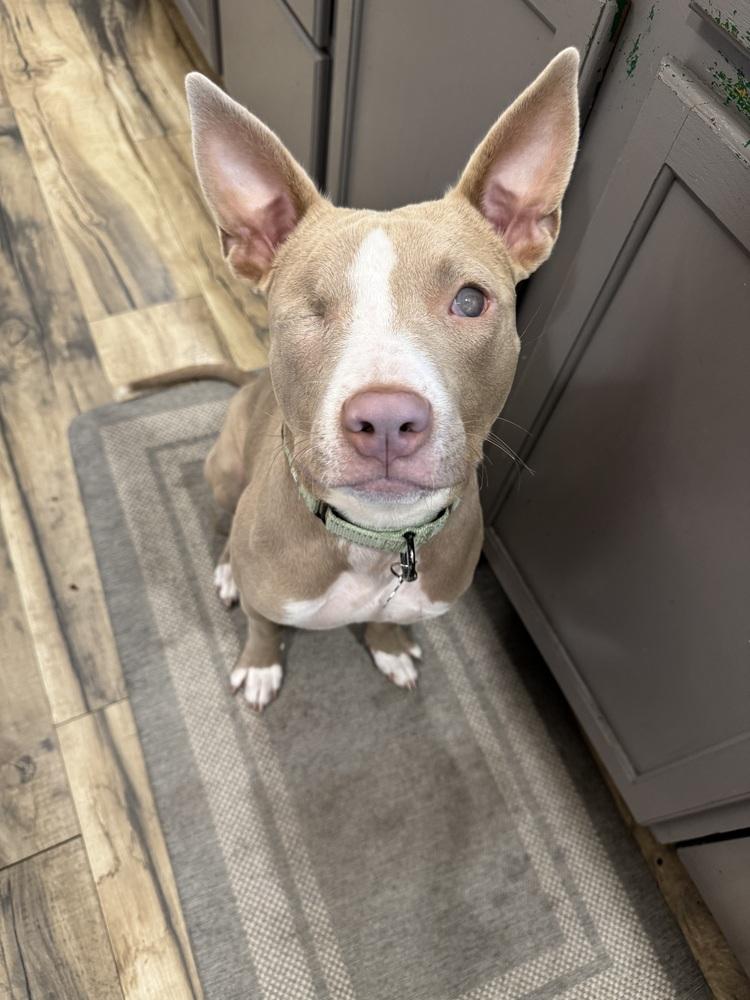 Enlarge Ducky, a Adoptable mixed breed in Portland, OR image 2/6