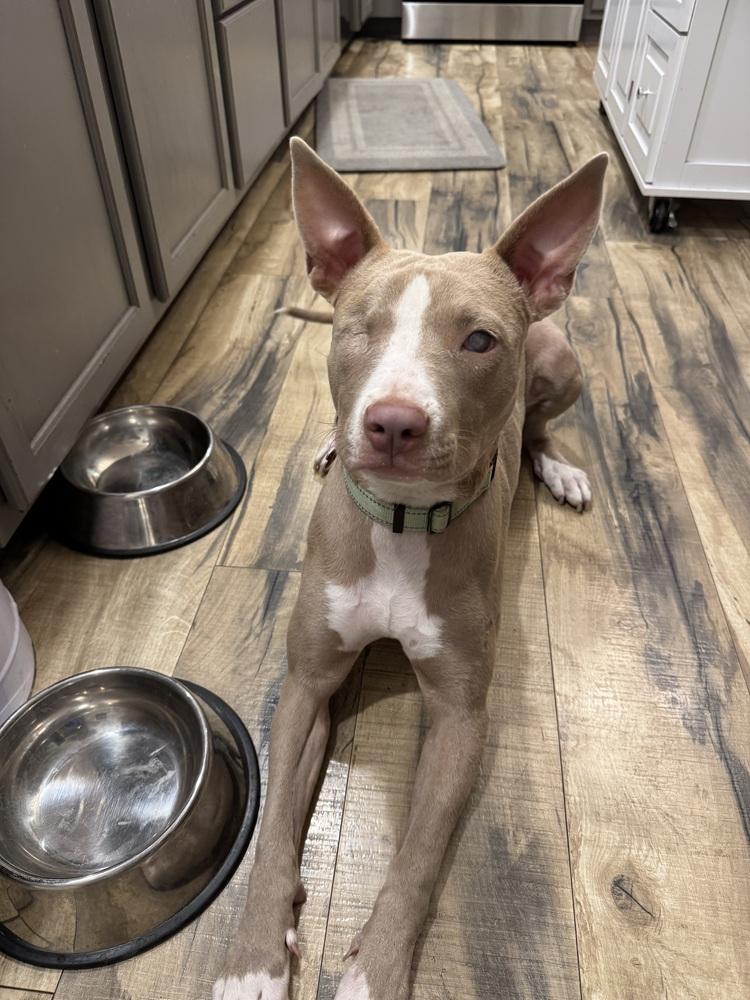 Enlarge Ducky, a Adoptable mixed breed in Portland, OR image 3/6