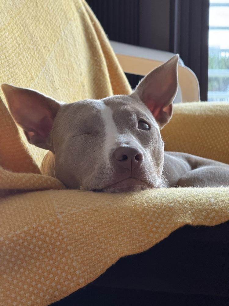 Enlarge Ducky, a Adoptable mixed breed in Portland, OR image 4/6