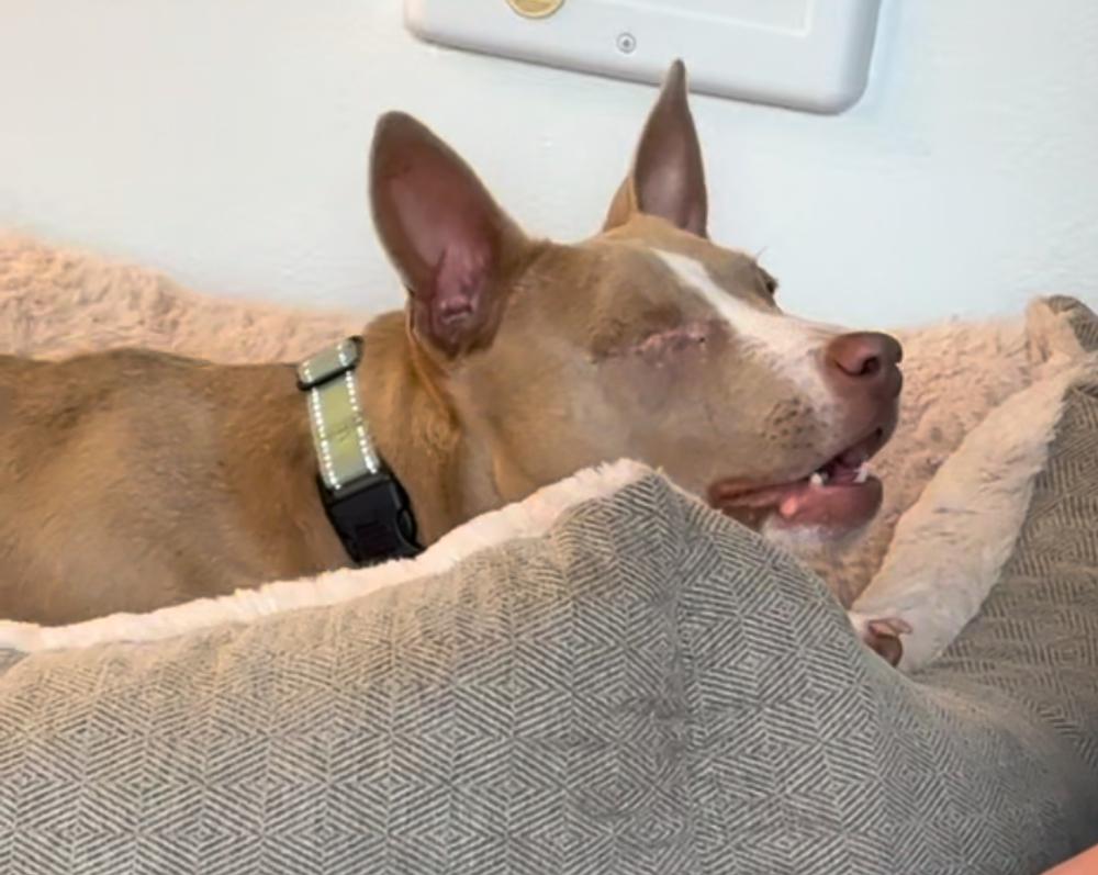 Enlarge Ducky, a Adoptable mixed breed in Portland, OR image 6/6