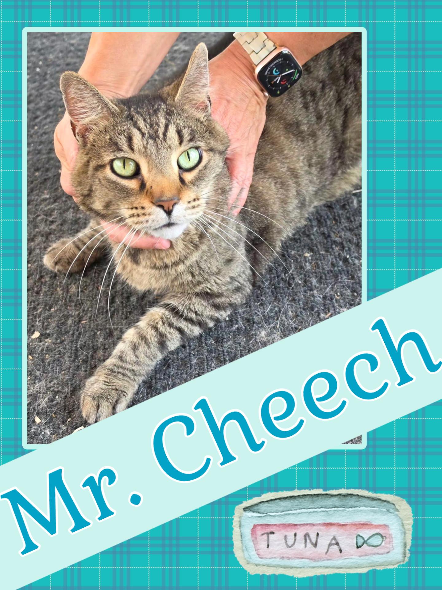 Cheech, ADOPTABLE, Adult Male Domestic Short Hair.