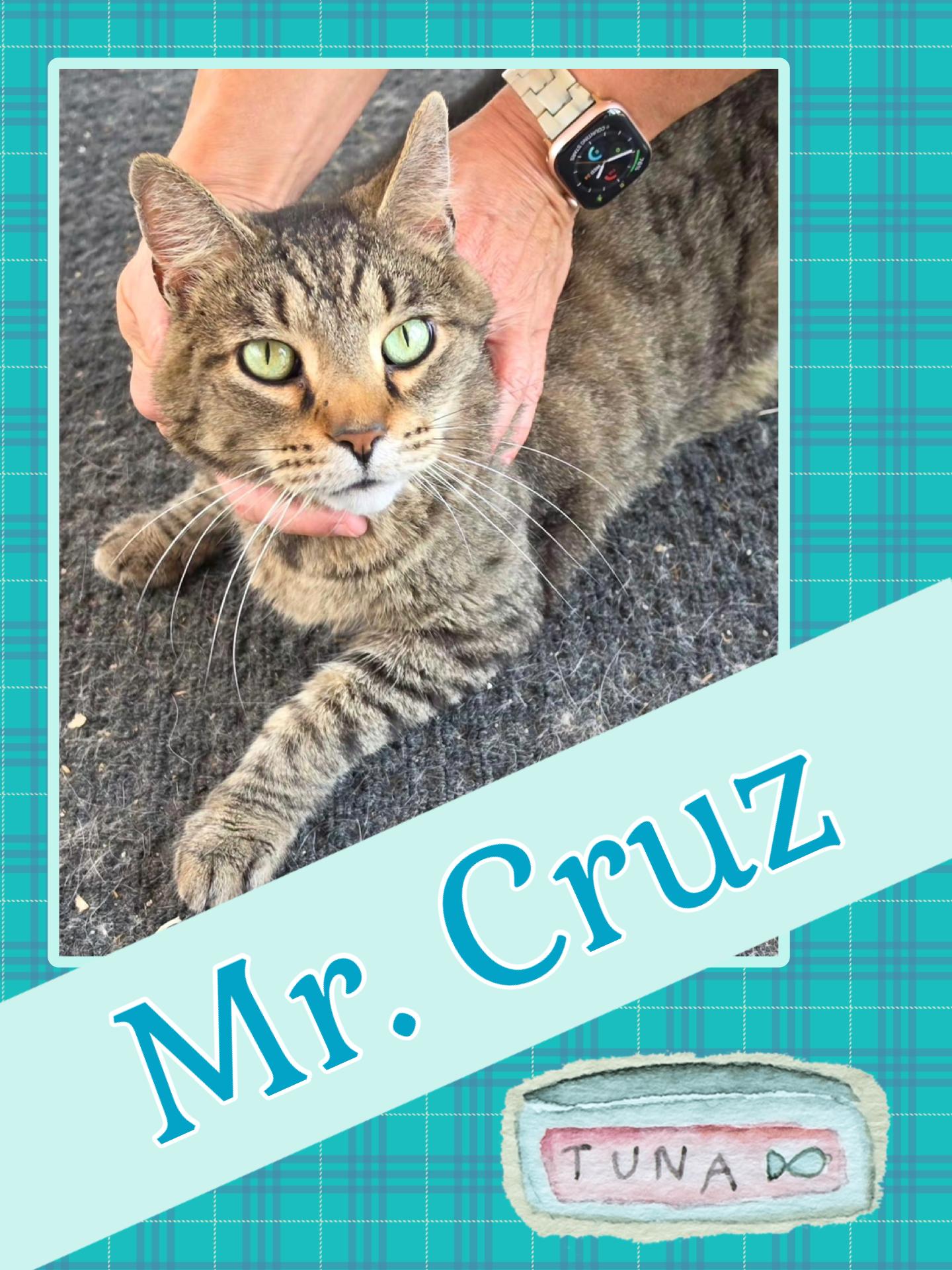 Enlarge Cruz, a ADOPTABLE Domestic Short Hair in Kearney, NE image 1/1