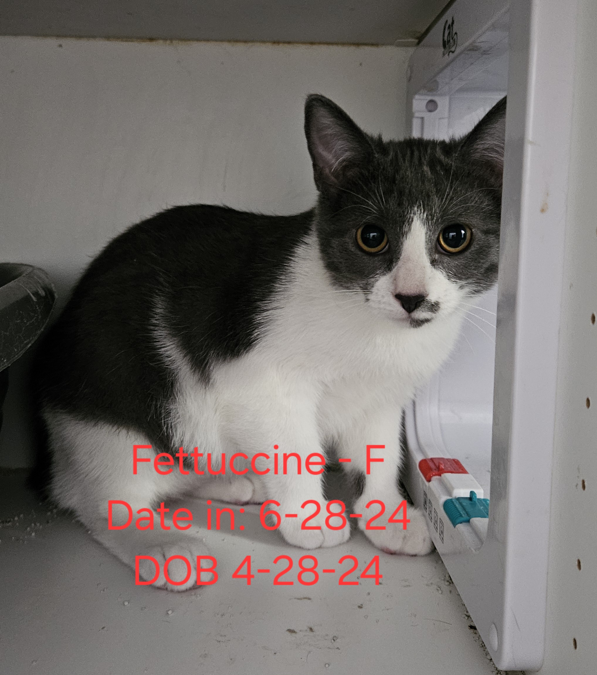 Kittens & Cats! Theme song "Look what you made me do", Adoptable, Kitten Female American Shorthair.