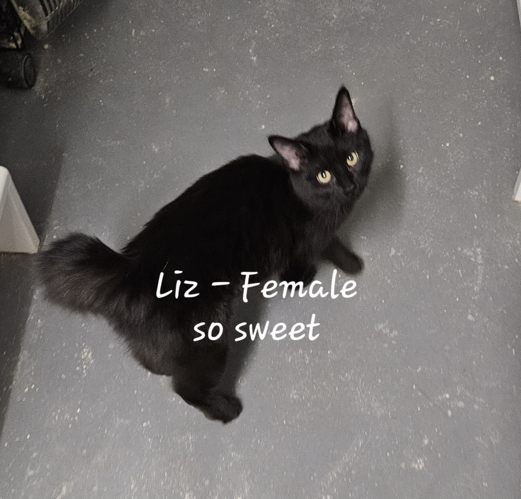 Kittens & Cats! Theme song "Look what you made me do", a Adoptable American Shorthair in Nucla, CO image 2/11