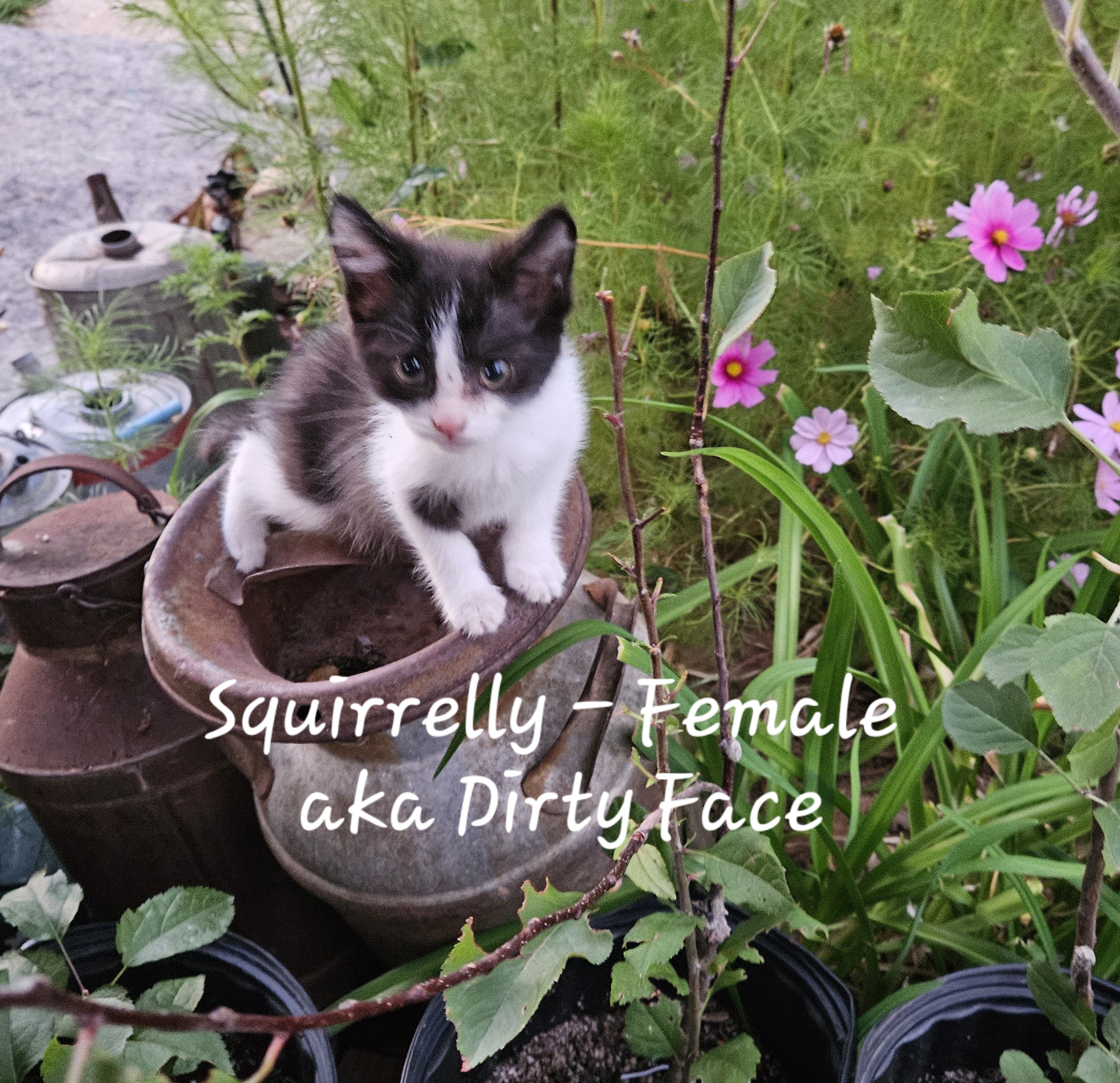 Enlarge Kittens & Cats!  Theme song "Look what you made me do", a Adoptable American Shorthair in Nucla, CO image 9/11