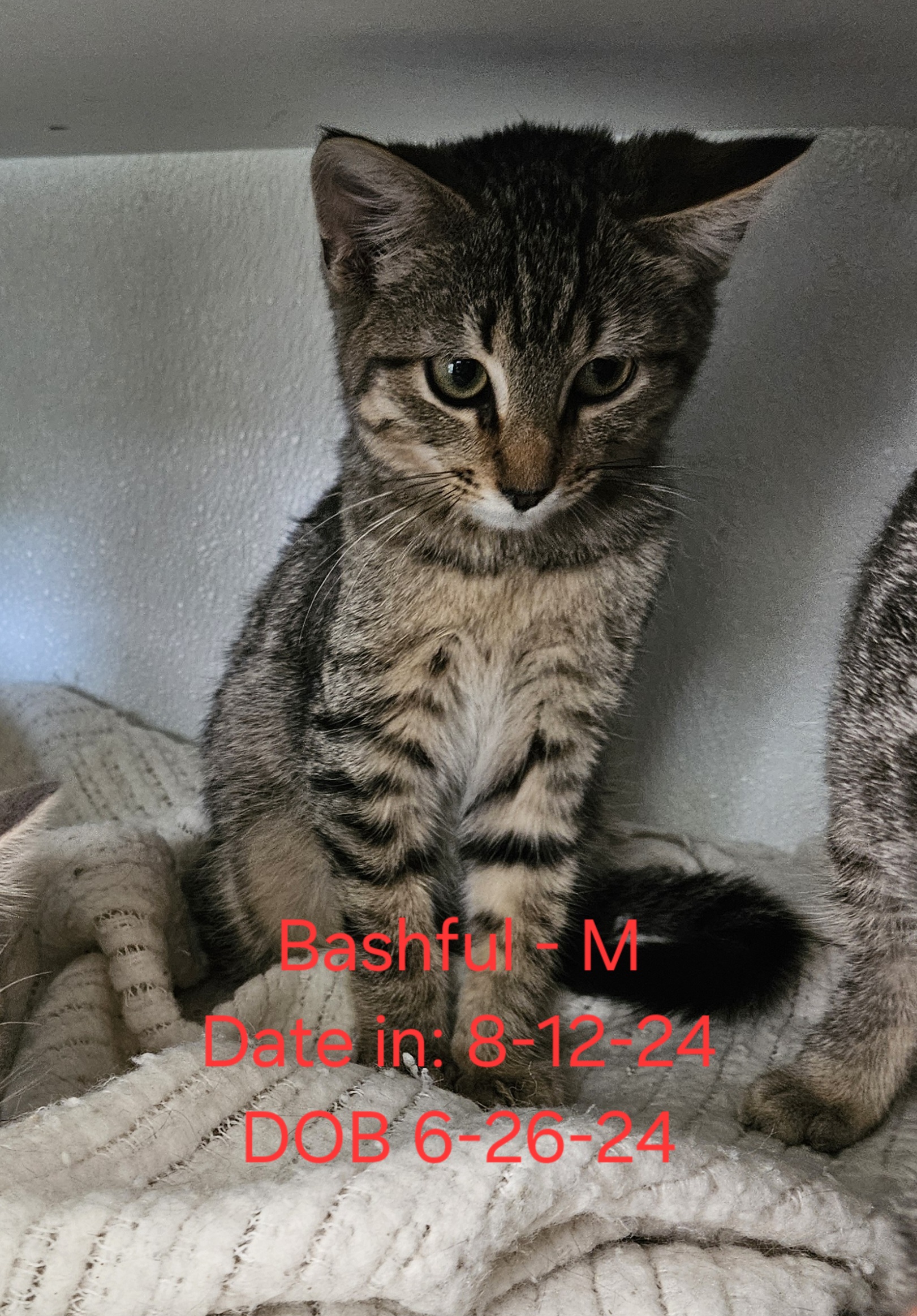 Kittens & Cats! Theme song "Look what you made me do", a Adoptable American Shorthair in Nucla, CO image 3/11
