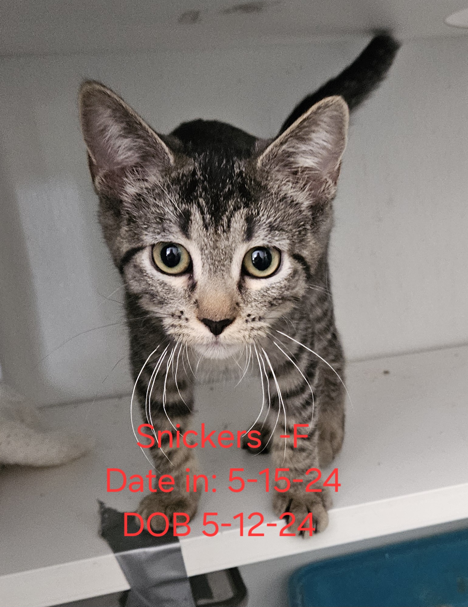 Enlarge Kittens & Cats!  Theme song "Look what you made me do", a Adoptable American Shorthair in Nucla, CO image 10/11