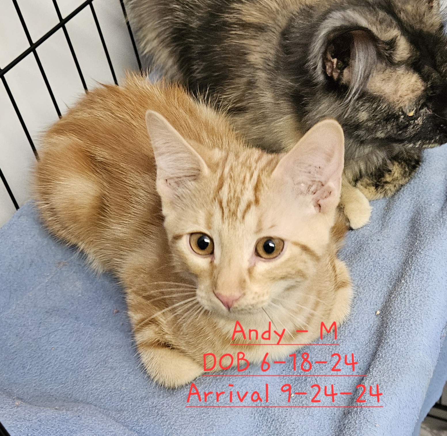 Enlarge Kittens & Cats!  Theme song "Look what you made me do", a Adoptable American Shorthair in Nucla, CO image 11/11