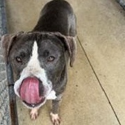 Mike, Adoptable, Adult Male American Bully.