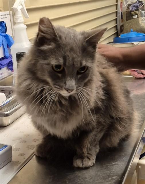 Enlarge MOLLY, a Adoptable Domestic Long Hair in Lodi, CA image 1/1