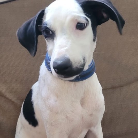 ESTRELLA, Adoptable, Young Female Labrador Retriever.