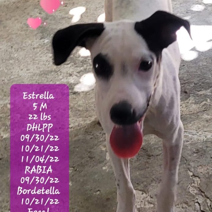 Estrella "sweet & Beautiful!" thumbnail 2