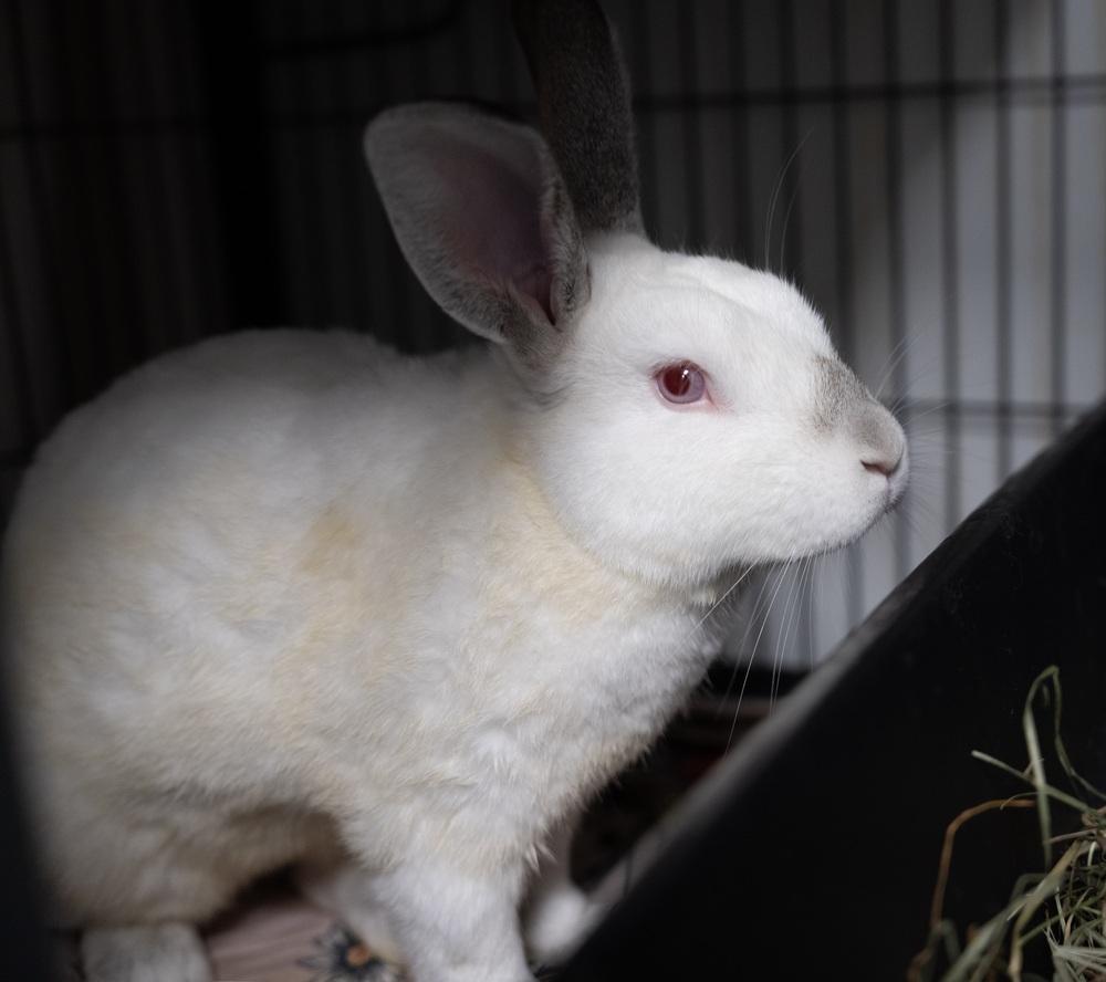 Indiana Jones, Adoptable, Adult Male Californian.