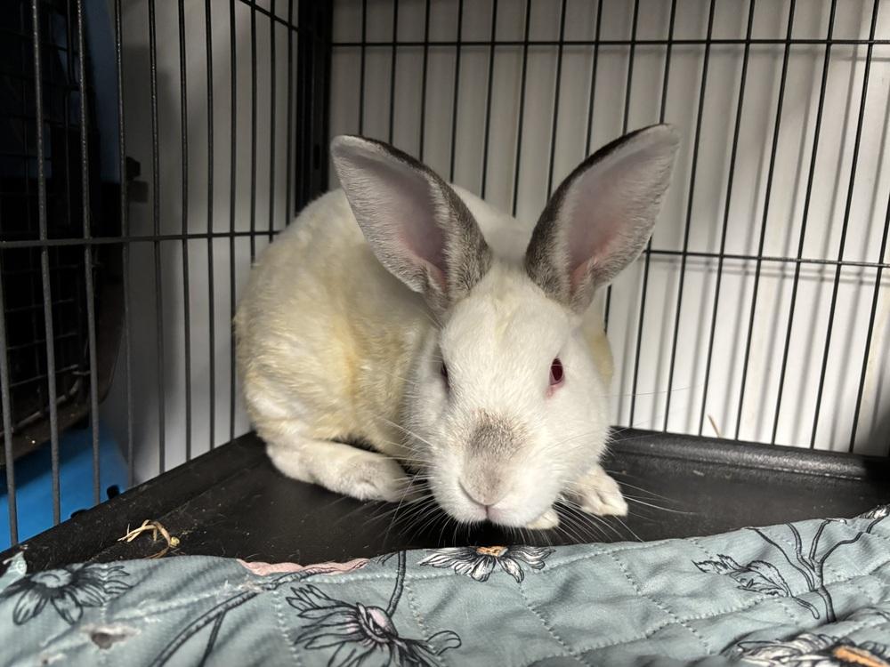 Enlarge Indiana Jones, a Adoptable Californian in Westford, MA image 2/6