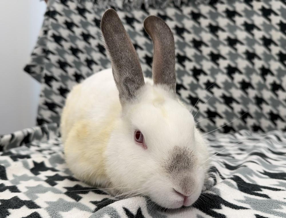 Enlarge Indiana Jones, a Adoptable Californian in Westford, MA image 3/6