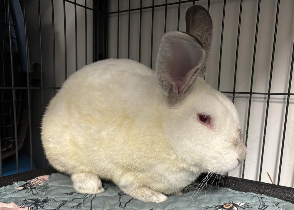 Enlarge Indiana Jones, a Adoptable Californian in Westford, MA image 4/6