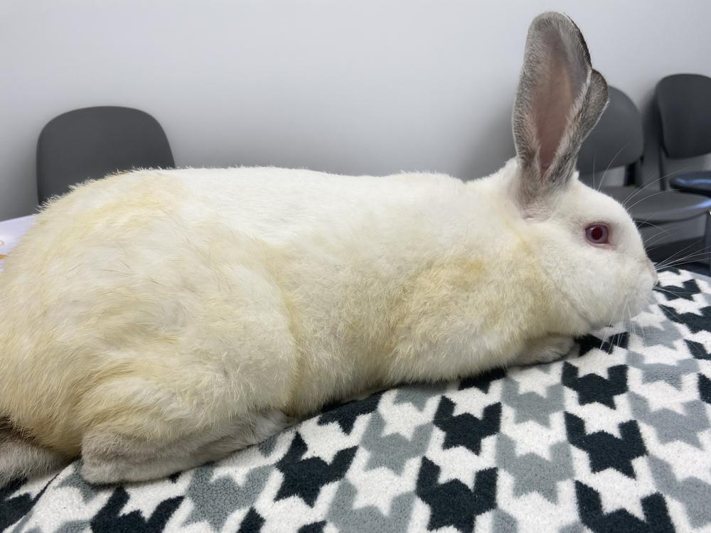 Enlarge Indiana Jones, a Adoptable Californian in Westford, MA image 5/6