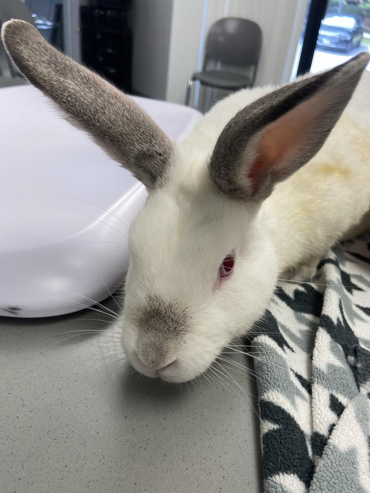 Enlarge Indiana Jones, a Adoptable Californian in Westford, MA image 6/6