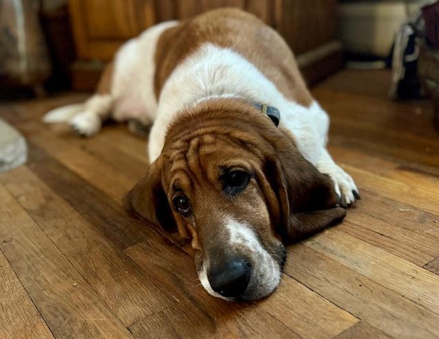 Enlarge Rufus, a Adopted Basset Hound in Washington, NJ image 1/3