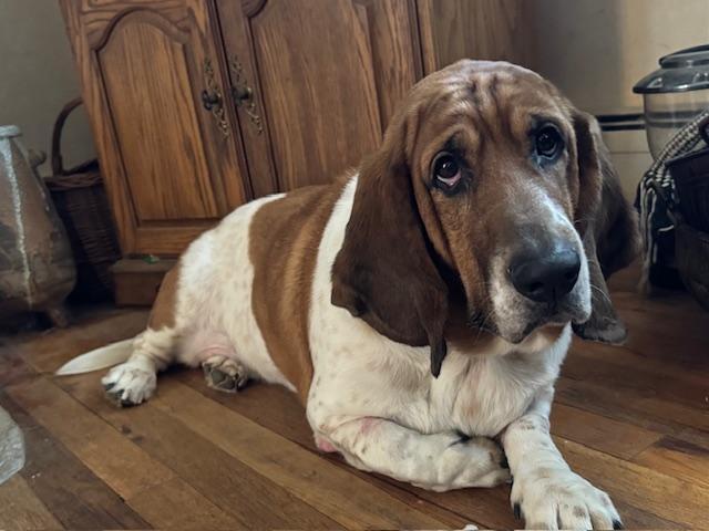 Enlarge Rufus, a Adopted Basset Hound in Washington, NJ image 2/3