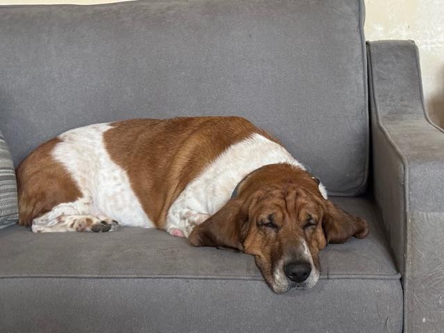 Enlarge Rufus, a Adopted Basset Hound in Washington, NJ image 3/3