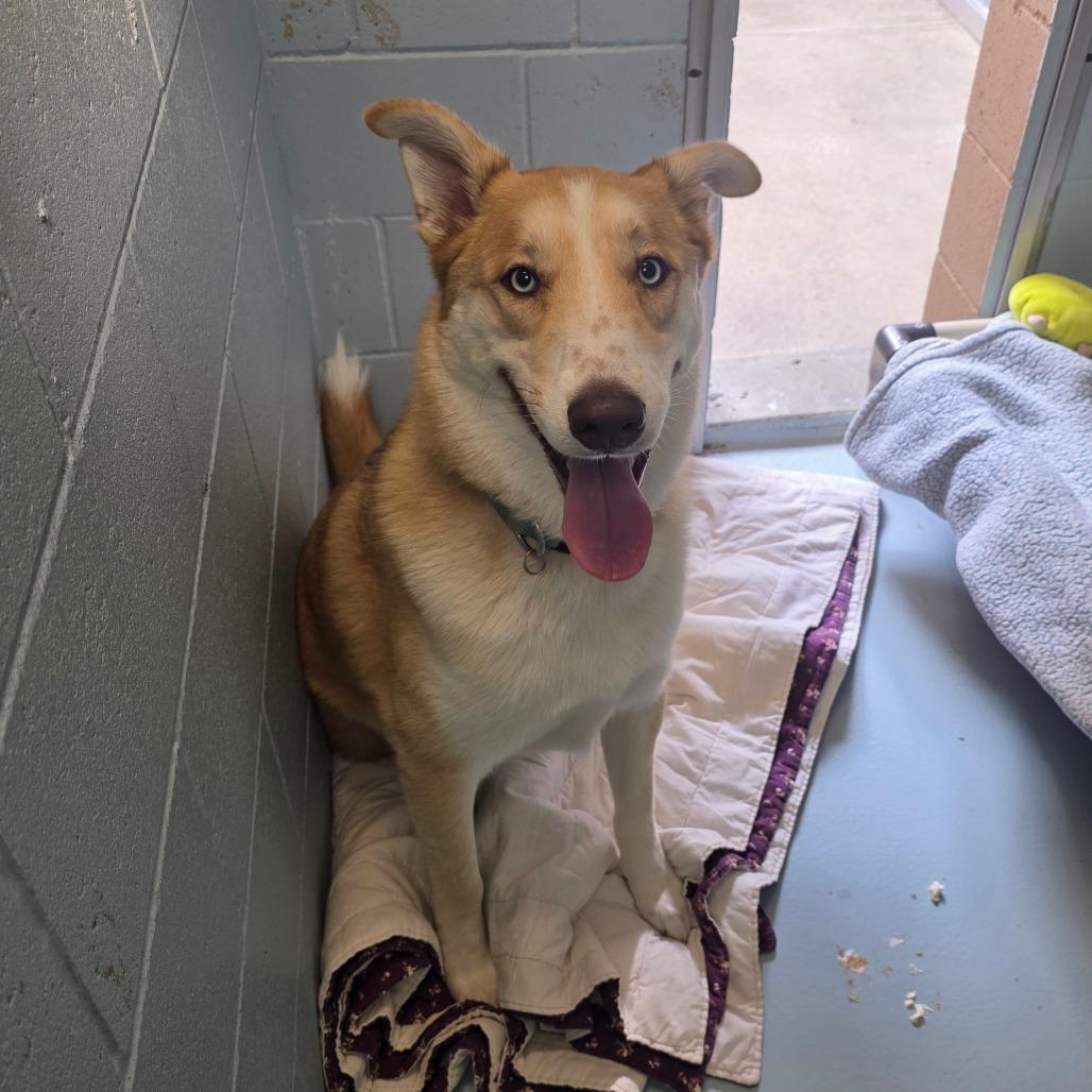 Tucker, Adoptable, Adult Male Husky & Smooth Collie.