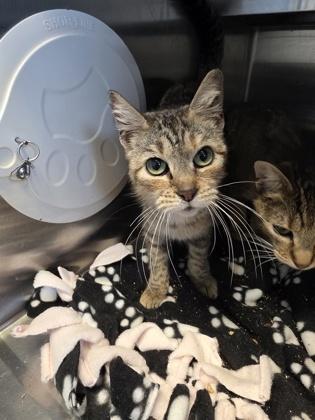 Aurora, Adoptable, Adult Female Domestic Short Hair & Domestic Short Hair.