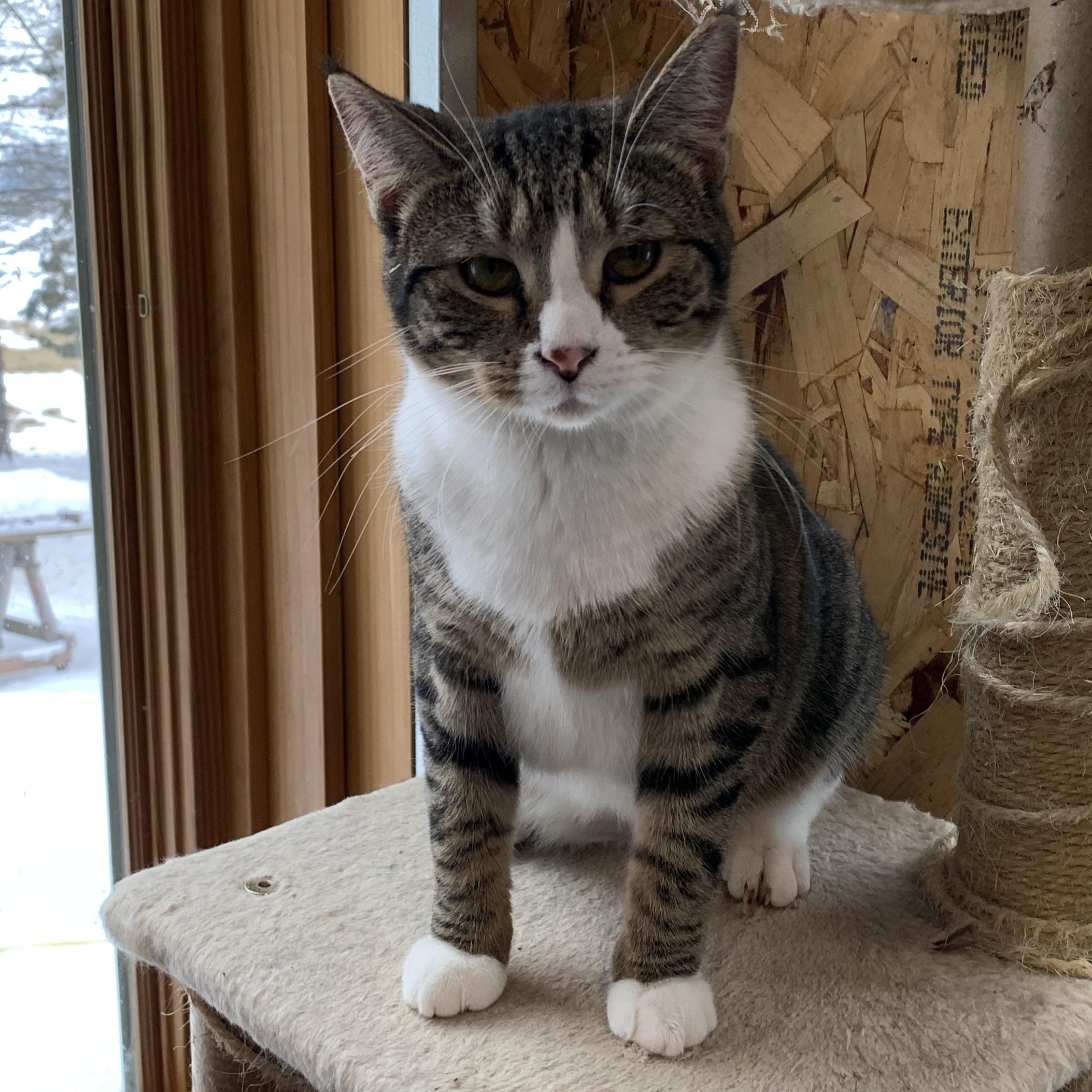 Nutmeg, Adoptable, Young Female Domestic Short Hair.