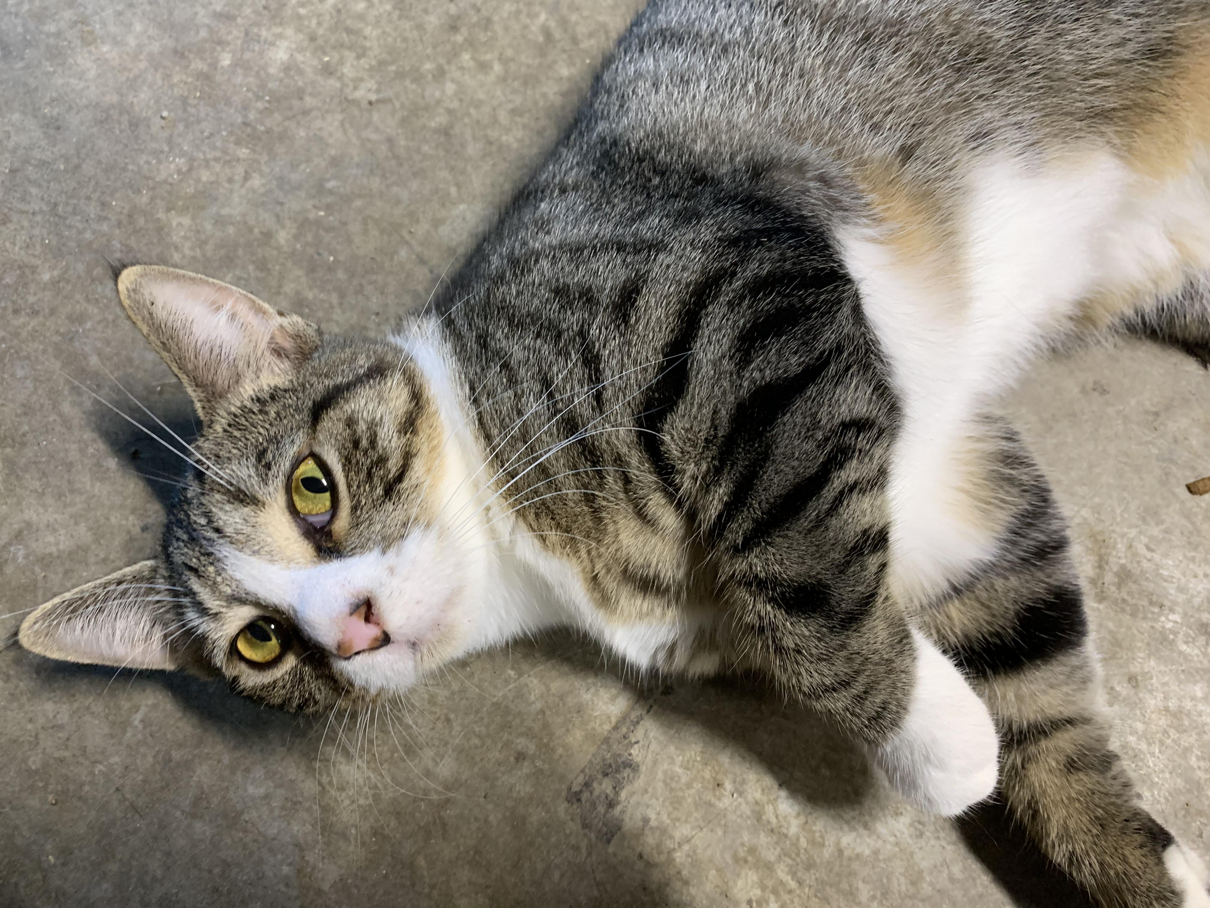Nutmeg, a Adoptable Domestic Short Hair in Stockholm, WI image 2/4