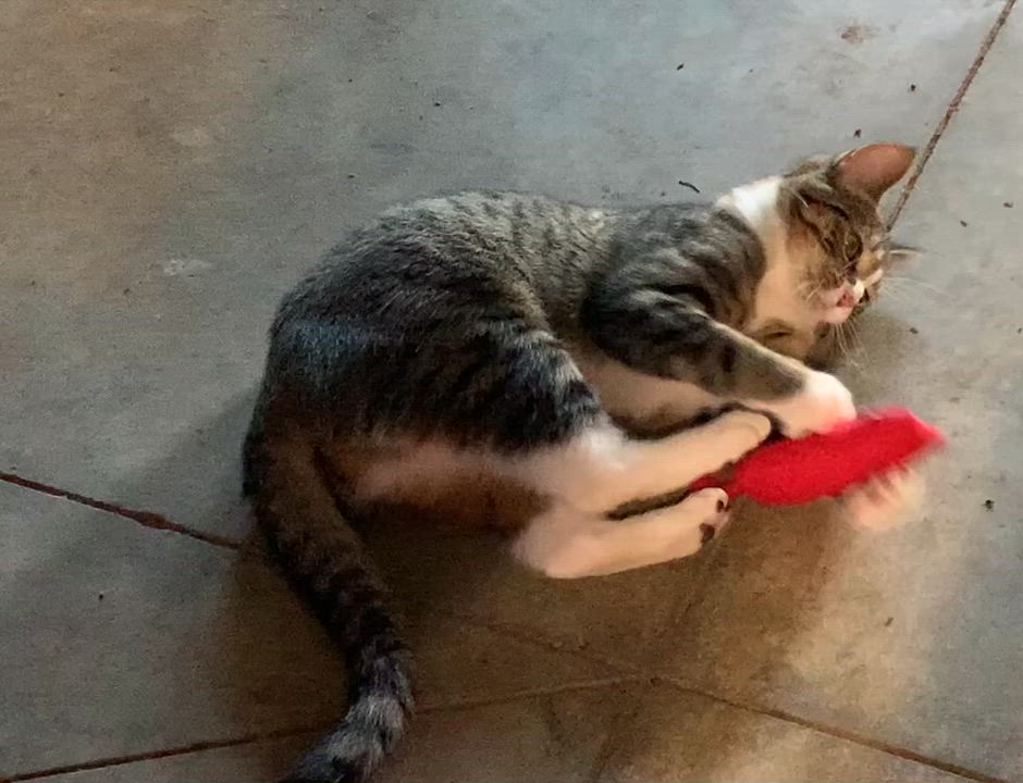 Enlarge Nutmeg, a Adoptable Domestic Short Hair in Stockholm, WI video 3/4