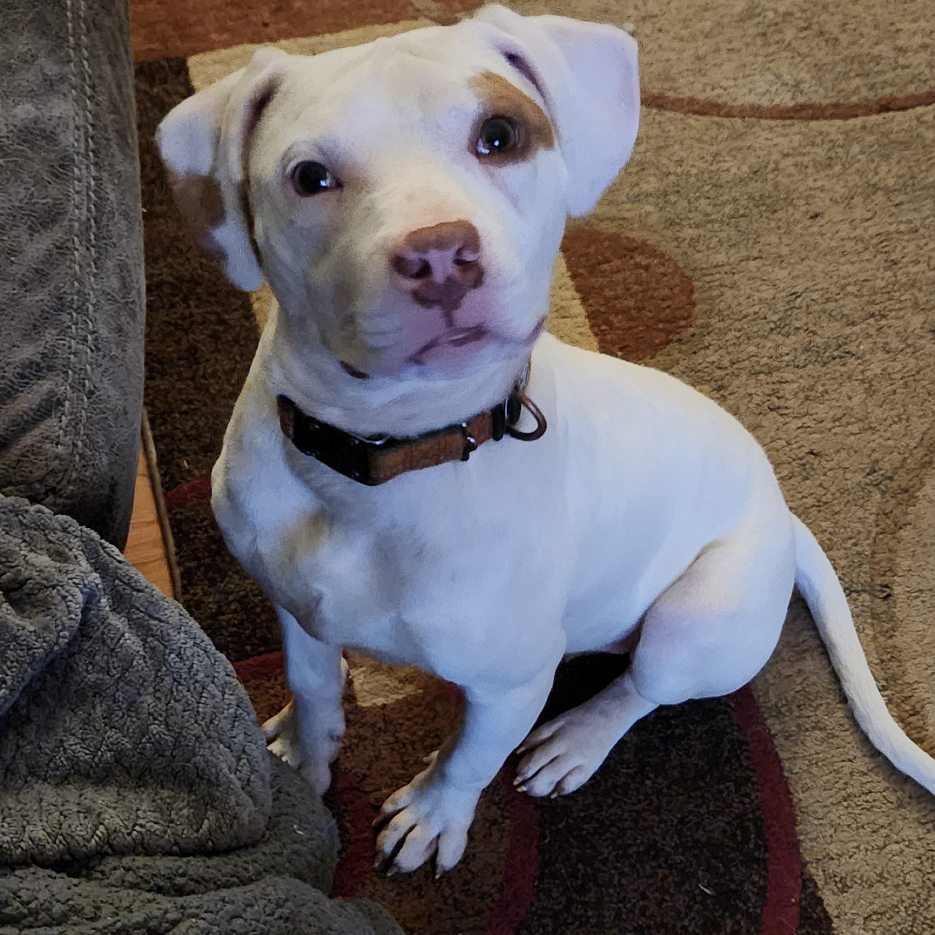 Mayson , ADOPTABLE, Young Male Terrier & Mixed Breed.