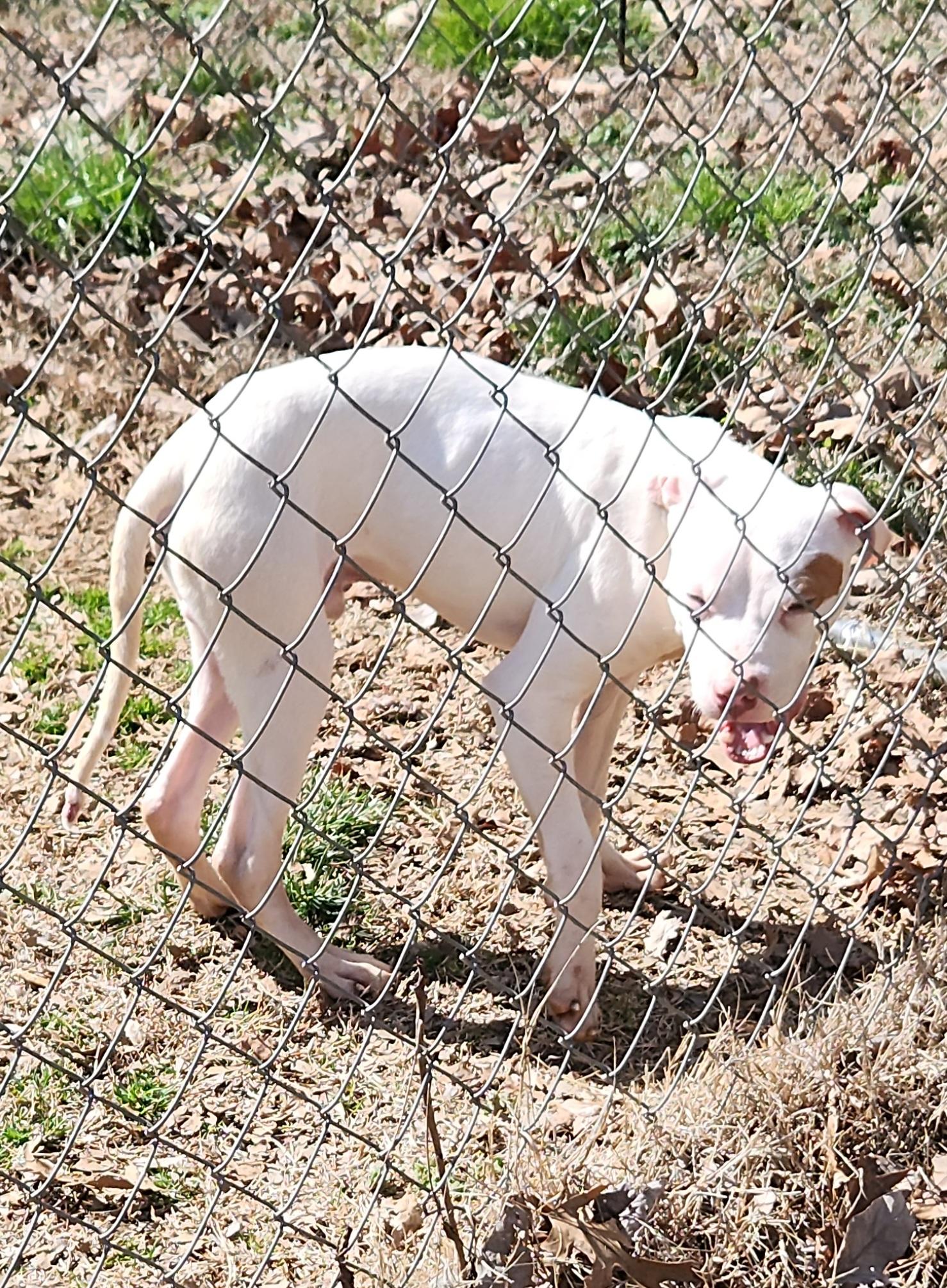 Mayson , a ADOPTABLE mixed breed in Flintstone, GA image 2/3