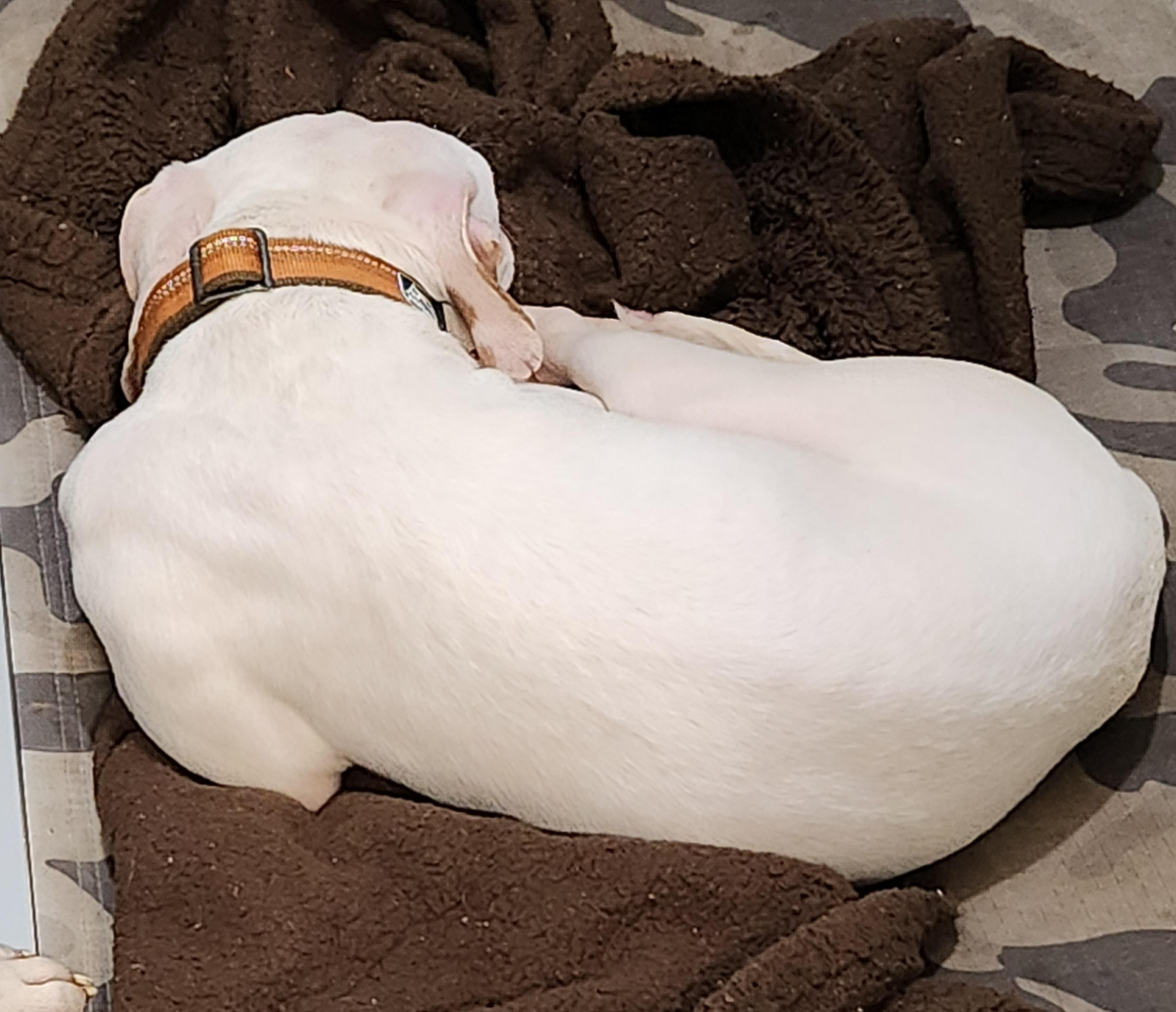 Mayson , a ADOPTABLE mixed breed in Flintstone, GA image 3/3