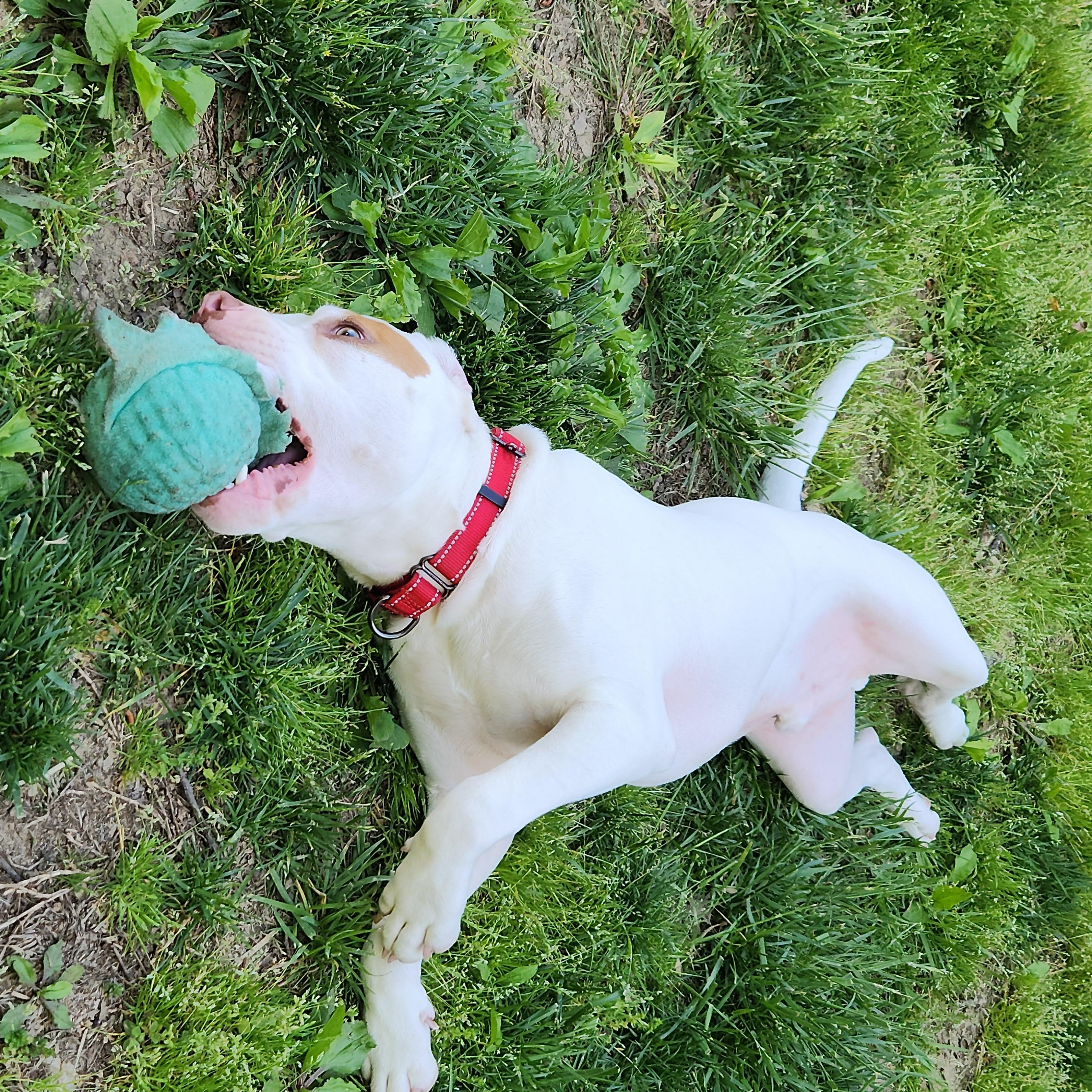 Enlarge Mayson , a ADOPTABLE mixed breed in Flintstone, GA image 2/5