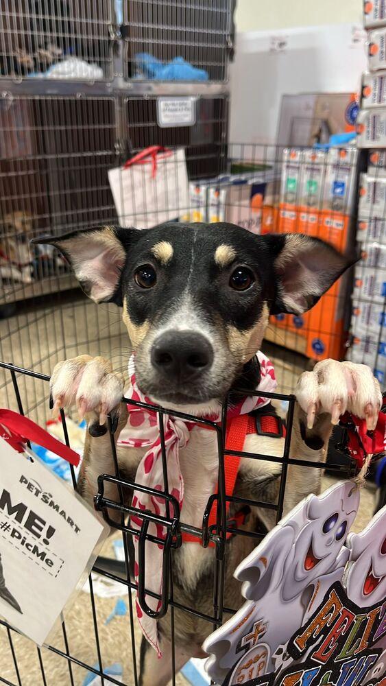 Isabelle, Adoptable, Young Female Pit Bull Terrier.